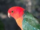 King parrot